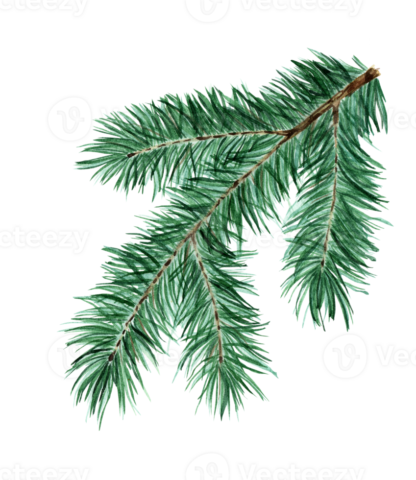 Green fluffy spruce, pine, fir branch accessory symbol of Christmas. Festive decoration of pine, spruce, fir. Isolated. Drawn by hand. png