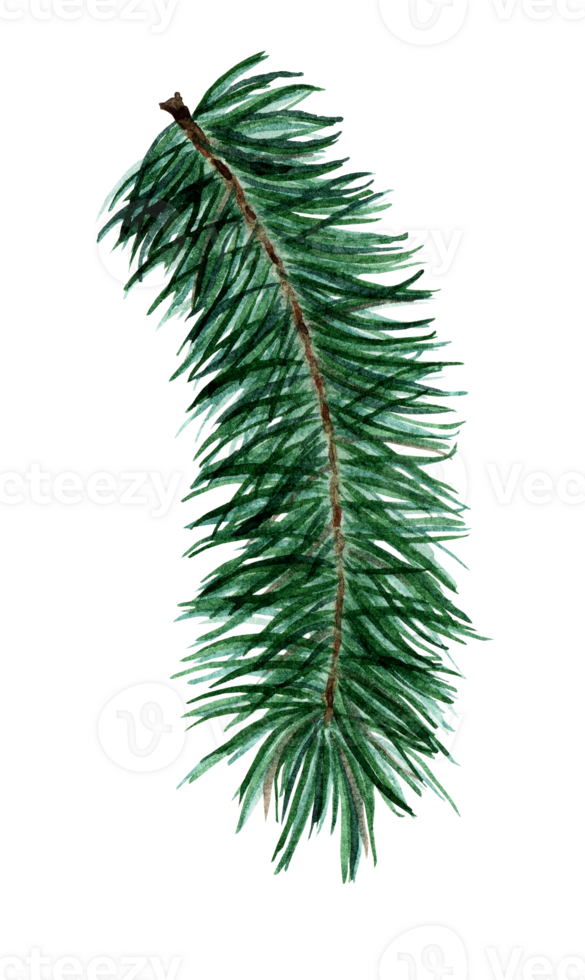 Christmas tree of coniferous branches. Spruce, pine, fir decor for the New Year, Christmas. Watercolor illustration of a coniferous plant. Isolated. Hand-drawn. png