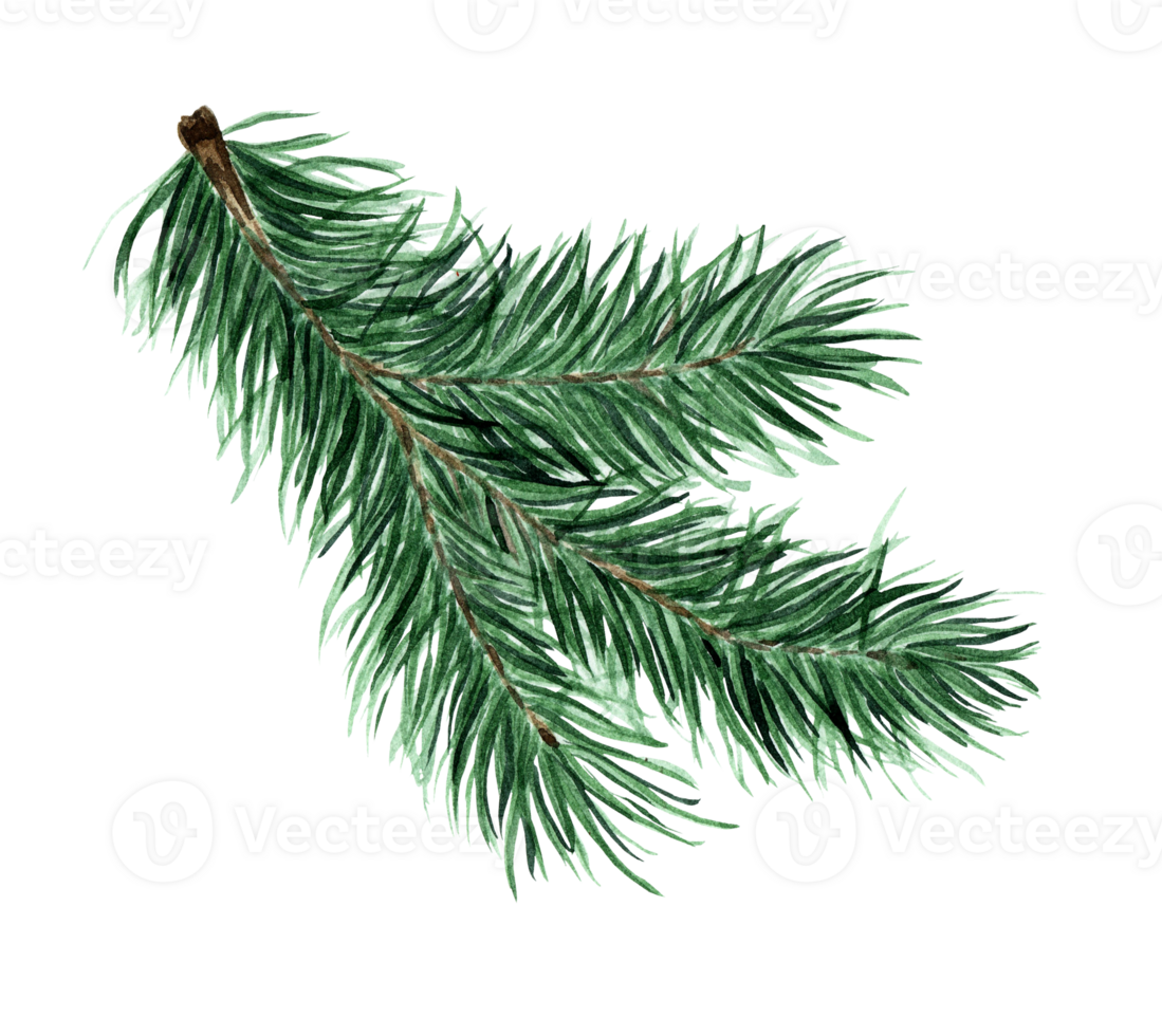 Green fluffy branch of spruce, pine, fir. Pine, fir branch for Christmas, New Year illustration. Watercolor. Drawn by hand. png