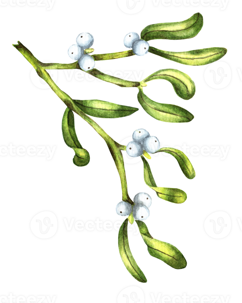 Mistletoe branch with white berries. Watercolor Christmas mistletoe illustration. Isolated. Drawn by hand. png