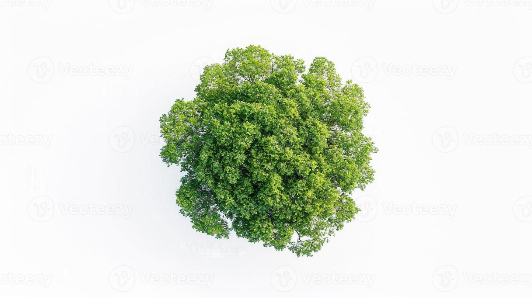Overhead Shot of Tree's Crown photo