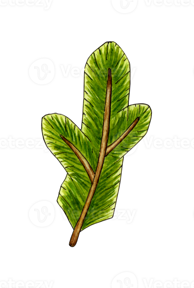 Watercolor painting green spruce twig in doodle style. Festive Christmas or New Year print. For packaging design, printing on fabric. Ecology. Plants. Isolated png