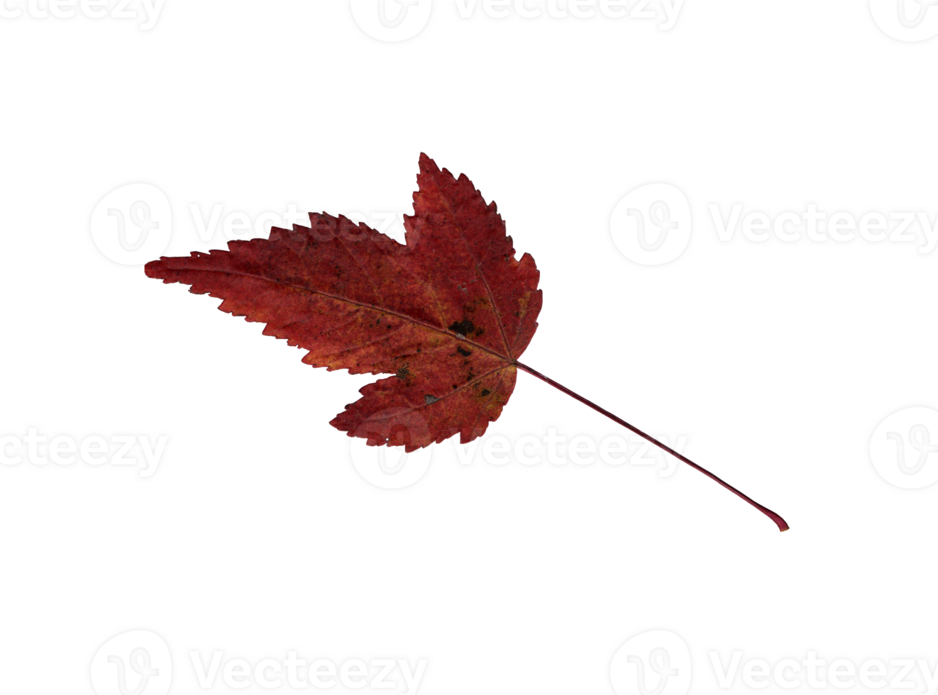 Autumn red-brown leaf, herbarium. Shooting close-up. Autumn seasonal decor. Falling leaves banner template. Bright leaf of a forest tree. Flat lay of orange and green foliage. Isolated png