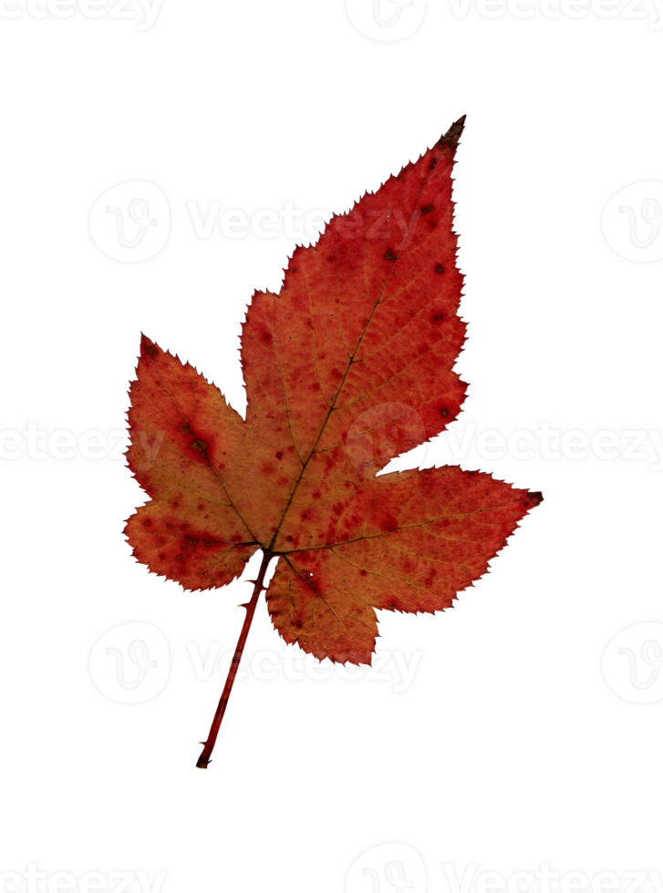 Autumn yellow-red leaf, herbarium. Shooting close-up. Autumn seasonal decor. Falling leaves banner template. Bright leaf of a forest tree. Flat lay of orange and green foliage. Isolated png