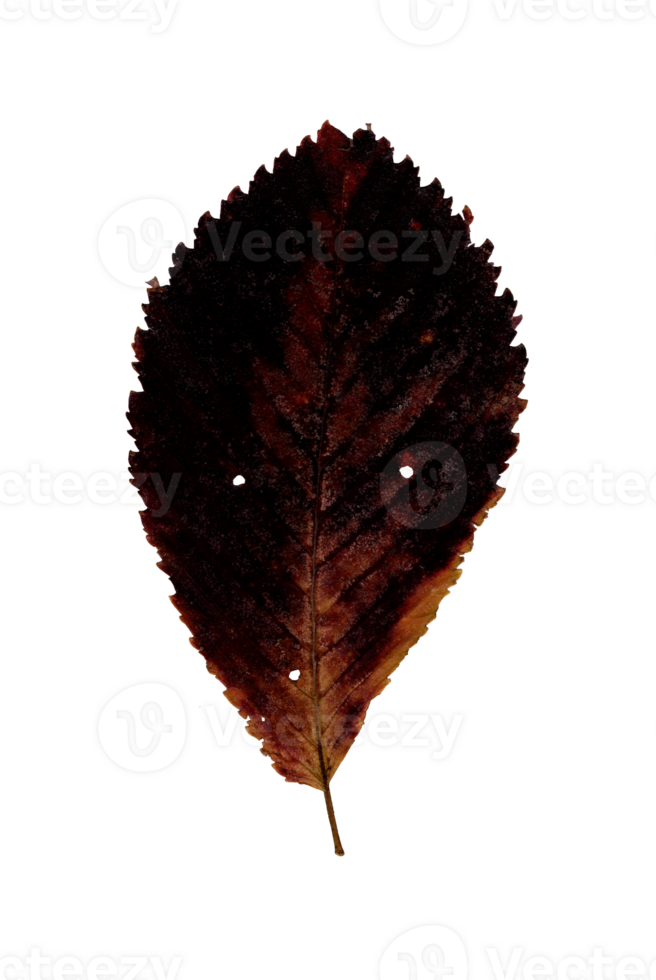 Autumn red leaf, herbarium. Shooting close-up. Autumn seasonal decor. Falling leaves banner template. Bright leaf of a forest tree. Flat lay of orange and green foliage. Isolated png
