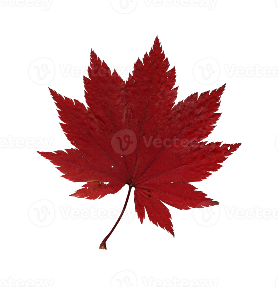Autumn red maple leaf, herbarium. Shooting close-up. Autumn seasonal decor. Falling leaves banner template. Bright leaf of a forest tree. Flat lay of orange and green foliage. Isolated png