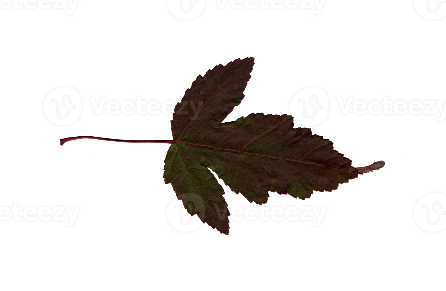 Autumn red-green leaf, herbarium. Shooting close-up. Autumn seasonal decor. Falling leaves banner template. Bright leaf of a forest tree. Flat lay of orange and green foliage. Isolated png