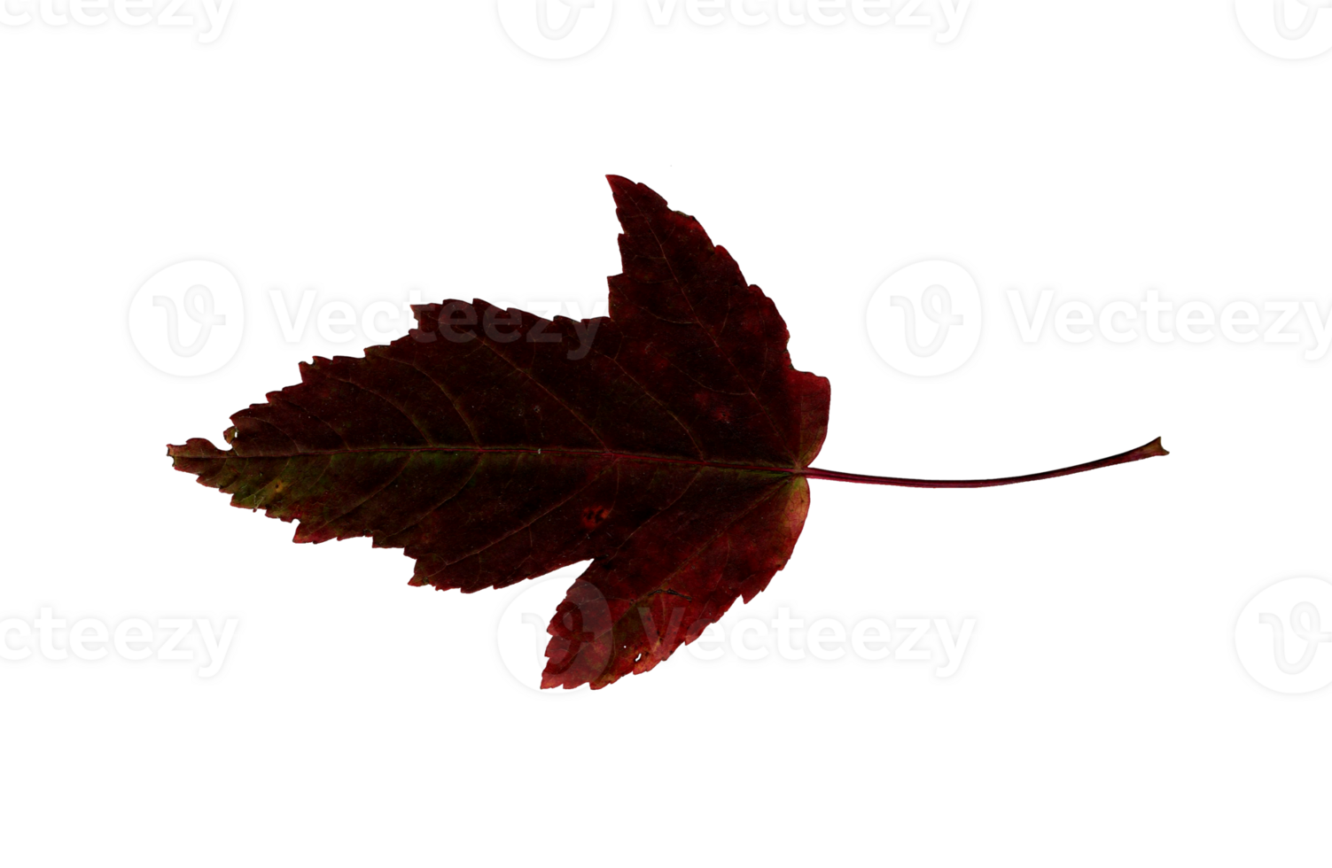 Autumn red leaf, herbarium. Shooting close-up. Autumn seasonal decor. Falling leaves banner template. Bright leaf of a forest tree. Flat lay of orange and green foliage. Isolated png