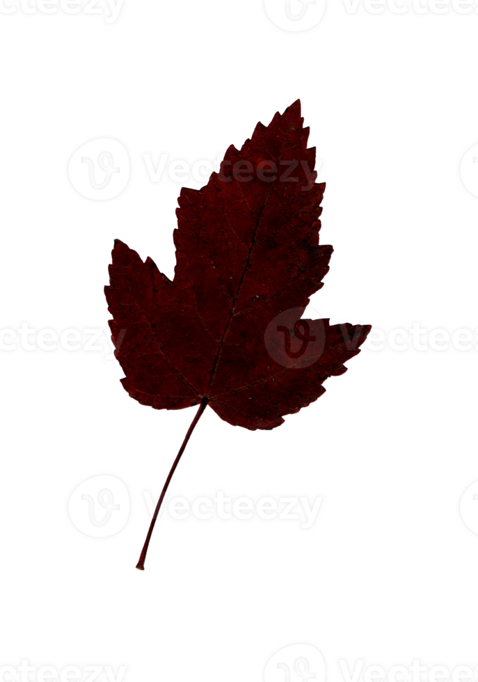 Autumn red leaf, herbarium. Shooting close-up. Autumn seasonal decor. Falling leaves banner template. Bright leaf of a forest tree. Flat lay of orange and green foliage. Isolated png