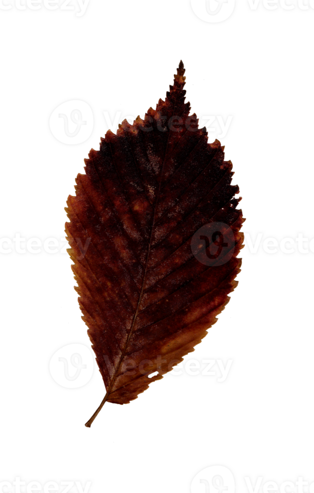Autumn red leaf, herbarium. Shooting close-up. Autumn seasonal decor. Falling leaves banner template. Bright leaf of a forest tree. Flat lay of orange and green foliage. Isolated png