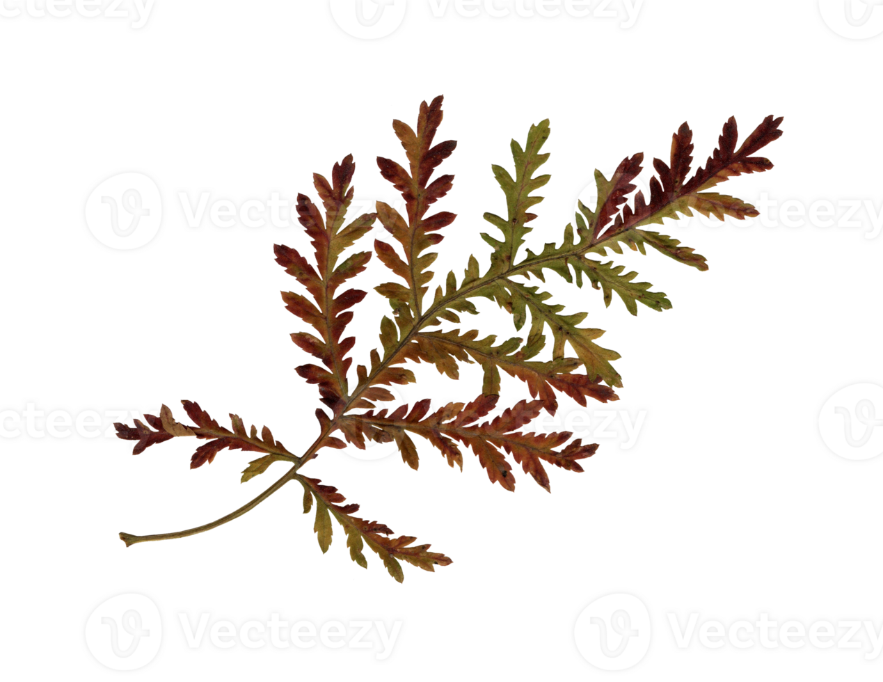 Autumn grass, herbarium. Shooting close-up. Autumn seasonal decor. Falling leaves banner template. Bright leaf of a forest tree. Flat lay of orange and green foliage. Isolated png