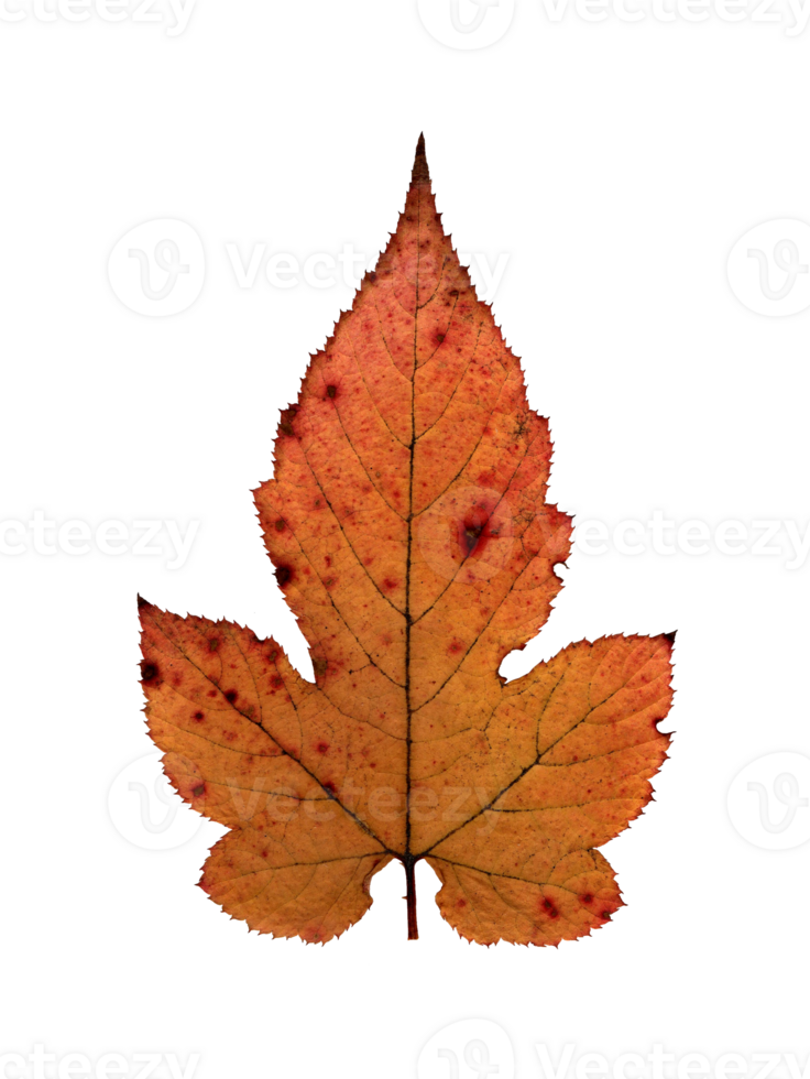 Autumn yellow leaf, herbarium. Shooting close-up. Autumn seasonal decor. Falling leaves banner template. Bright leaf of a forest tree. Flat lay of orange and green foliage. Isolated png