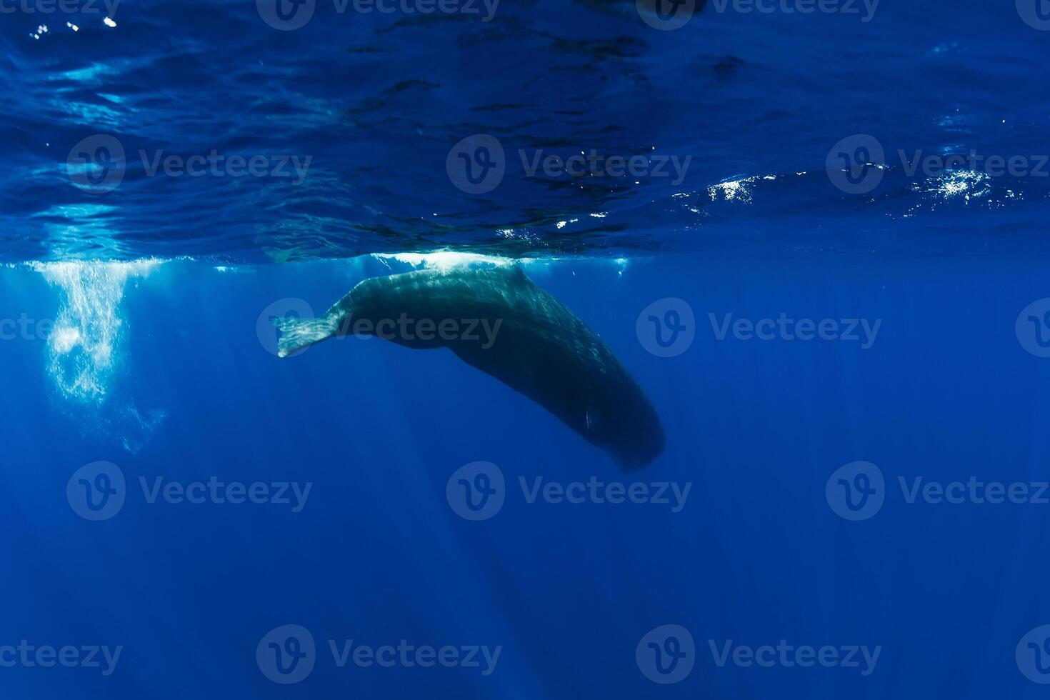 Sperm whale dive in blue ocean, Mauritius. photo