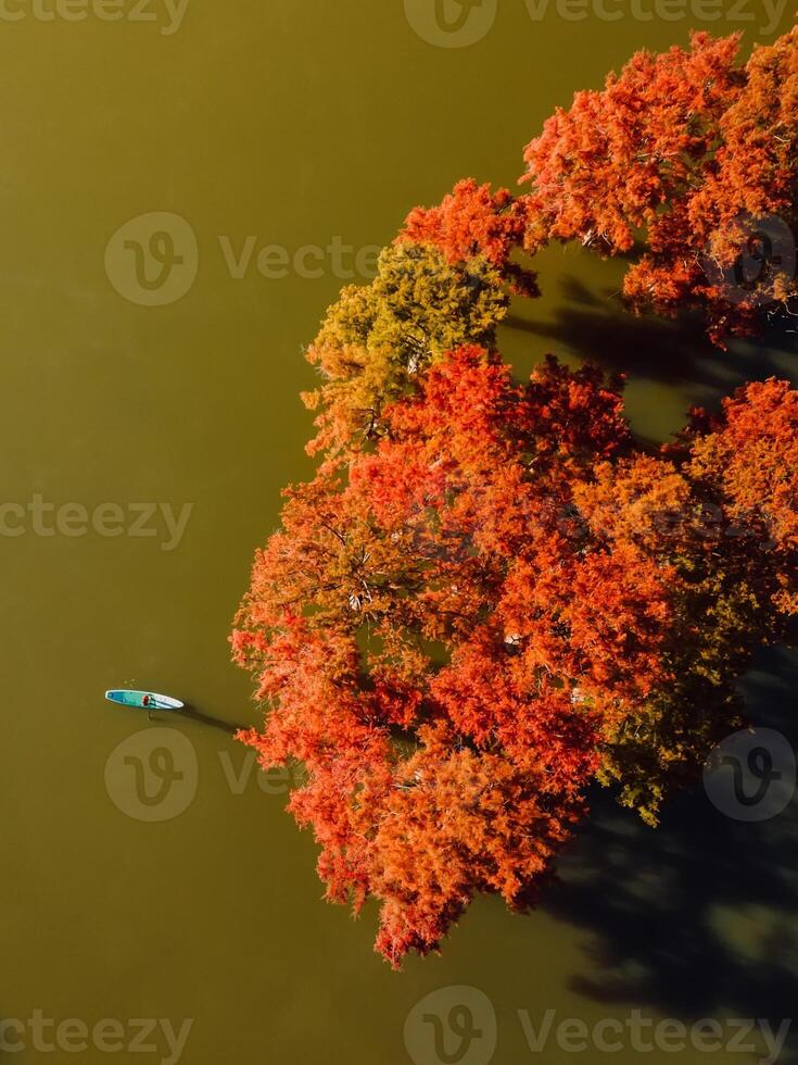 Aerial view with woman on stand up paddle board with autumnal trees in water. Top view. photo