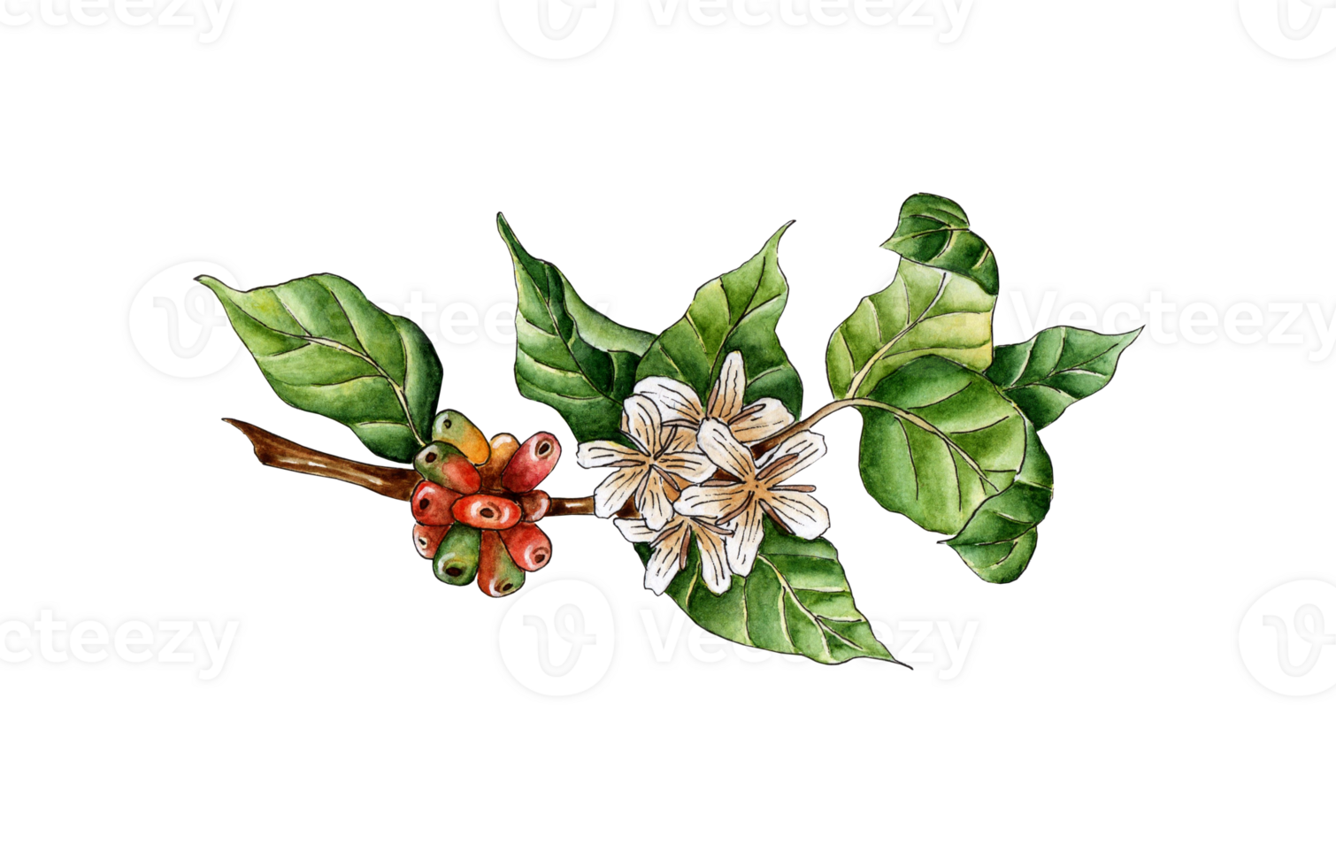 Watercolor painting coffee branch. Green, red berries and flowers on a tree twig. Coffee plantation. Tropical agriculture. Local organic coffee farm. Isolated png