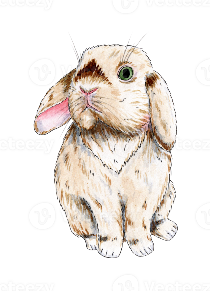Watercolor illustration of a cute fluffy beige rabbit. Easter drawing of a hare. Nice pet. Picture for print. Isolated. Drawn by hand. png
