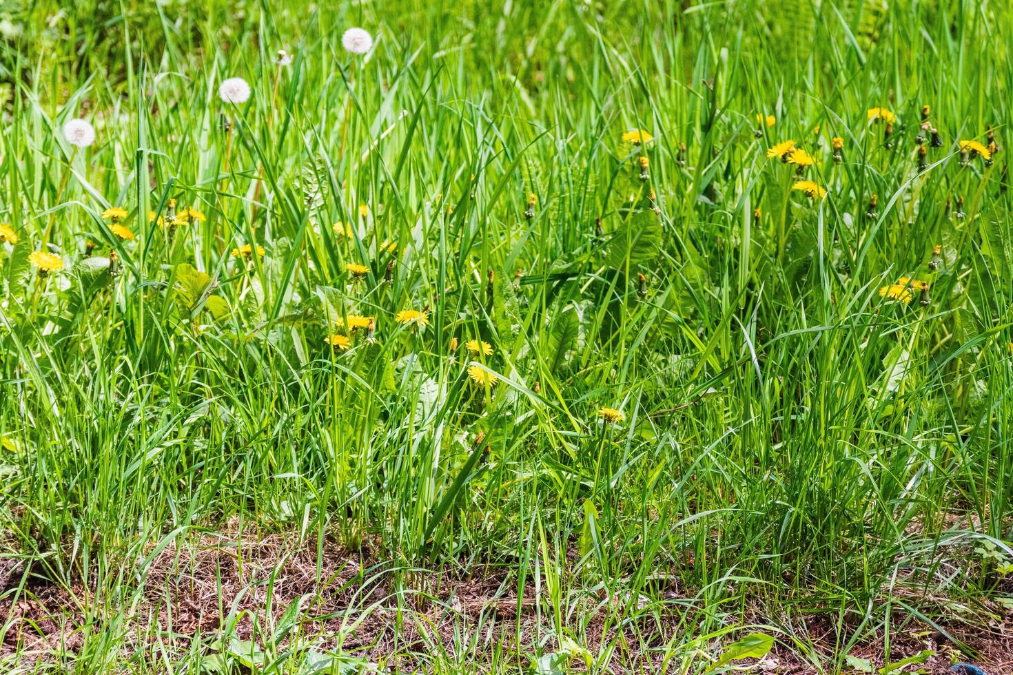 Grass with Dandelions photo