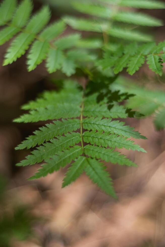 Fern Sorbus aucuparia photo