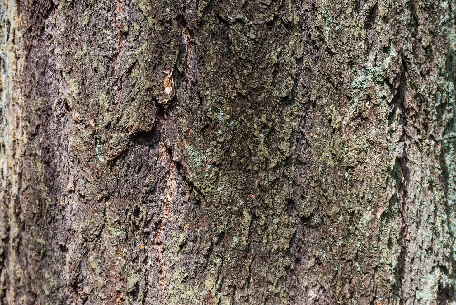 Douglas fir Pseudotsuga menziesii photo