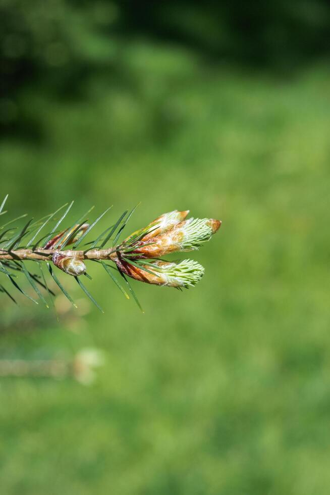 Douglas fir or pseudotsuga menziesii photo