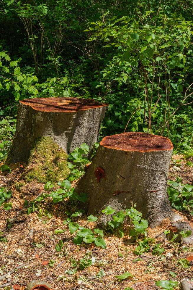 Wood stumps in the forest photo