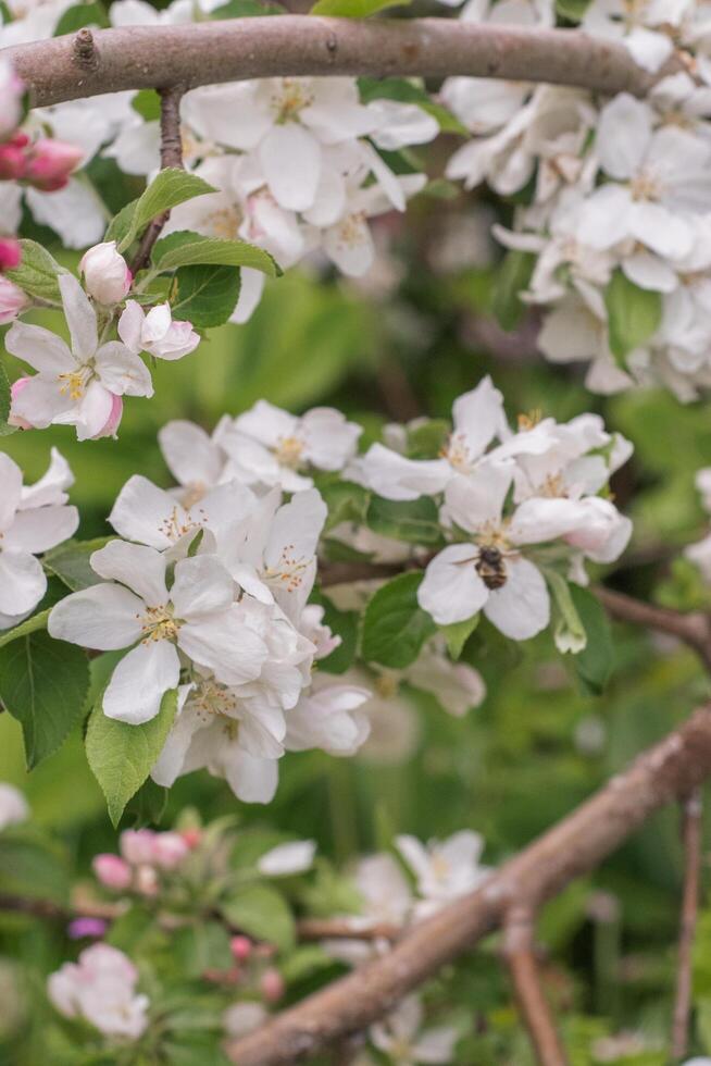 Crabapple or Malus with a bee photo