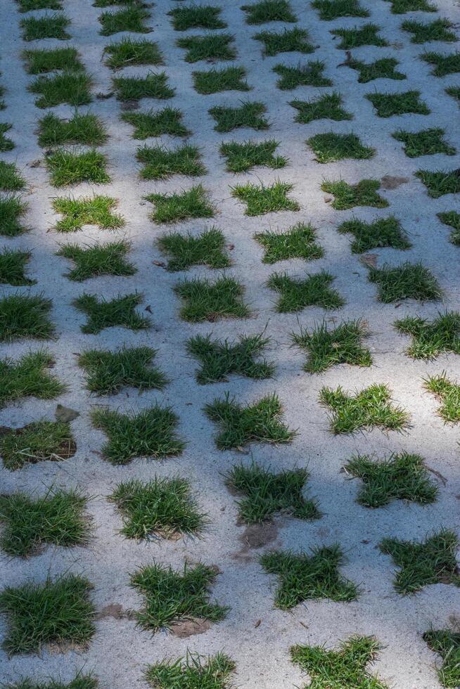 Grass peaking through pavers photo