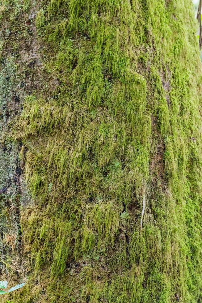 Moss on tree photo