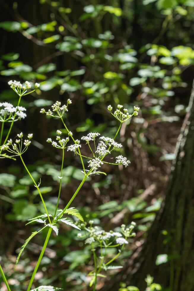 Japanese hedge parsley photo