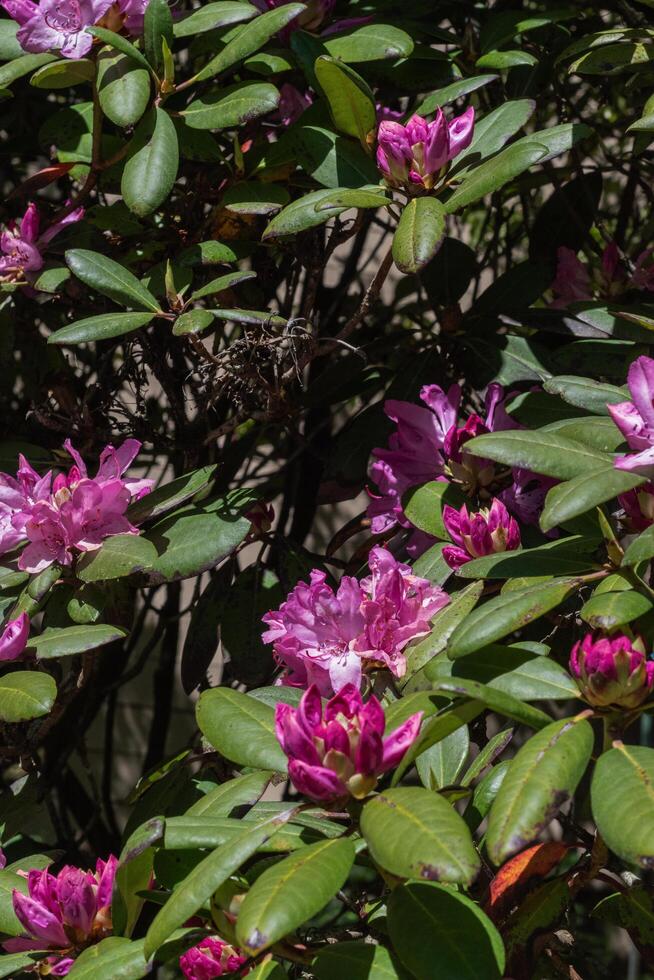 pink rhododendron in the sun photo