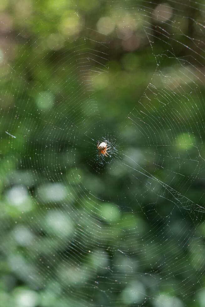 Spider on web photo