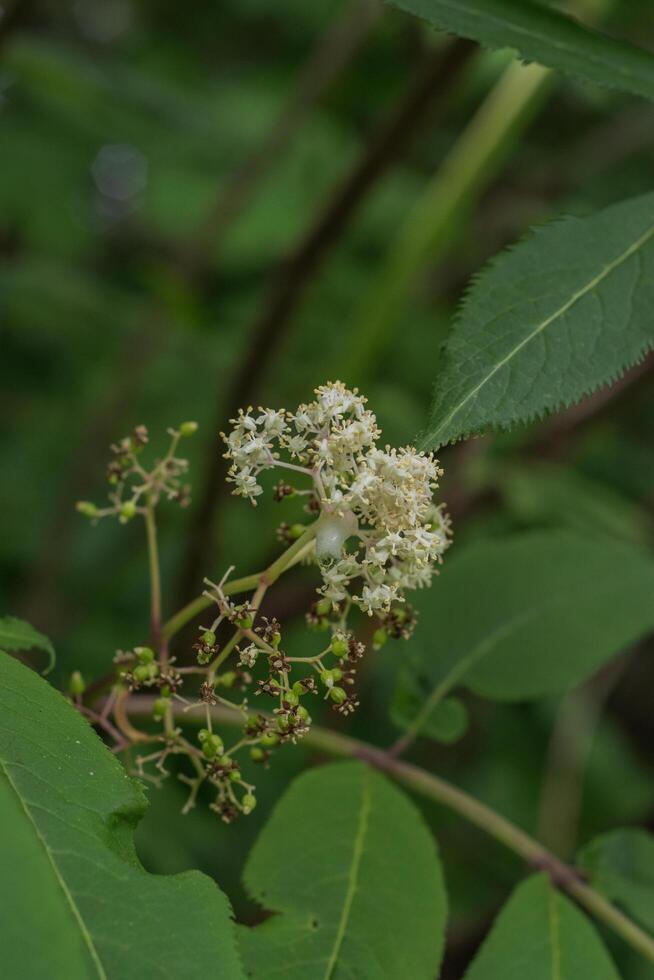 Japanese Red Elder or Sambucus Sieboldiana photo