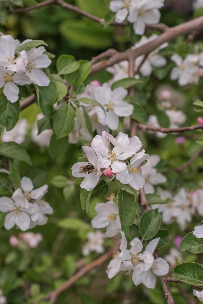 Crabapple or Malus photo