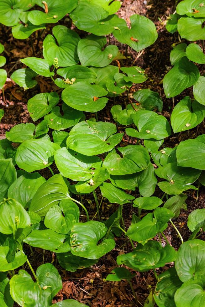 False Lily of the valley photo