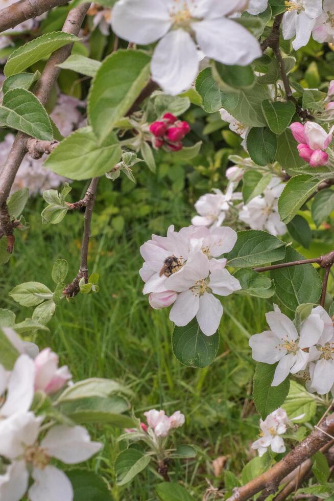Crabapple or Malus with a bee photo
