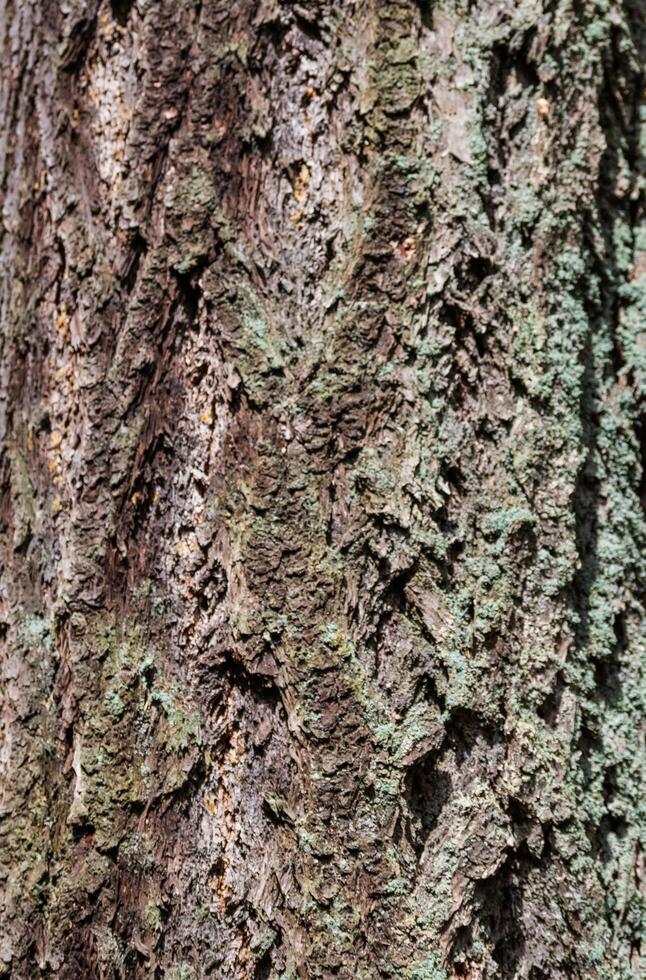 Douglas fir Pseudotsuga menziesii photo