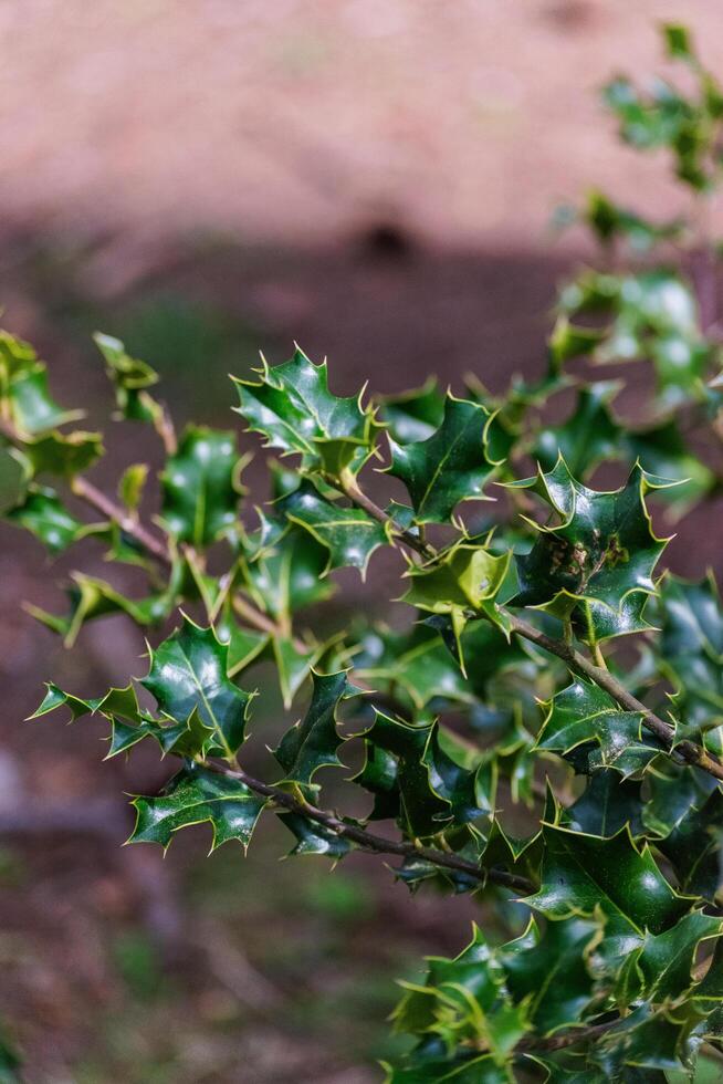 Holly Bush Ilex aquifolium photo
