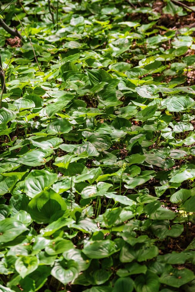 False Lily of the valley photo