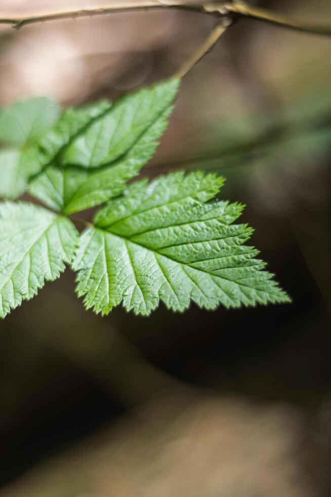 Salmonberry rubus spectabilis photo
