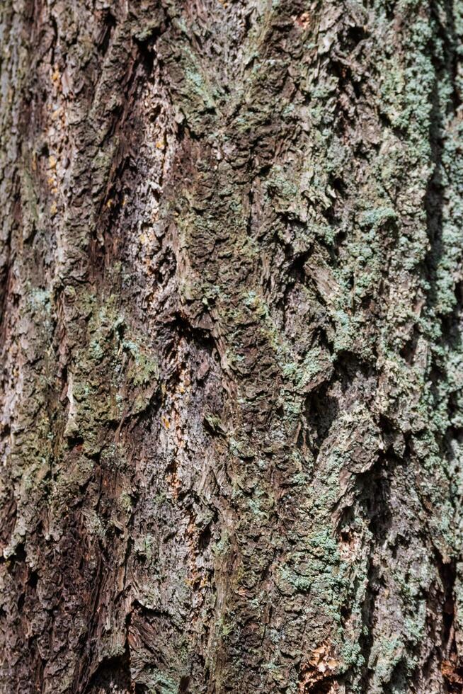 Douglas fir Pseudotsuga menziesii photo