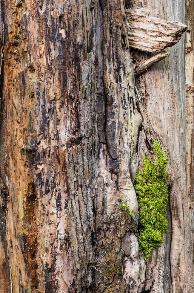 Weathered dead tree trunk photo
