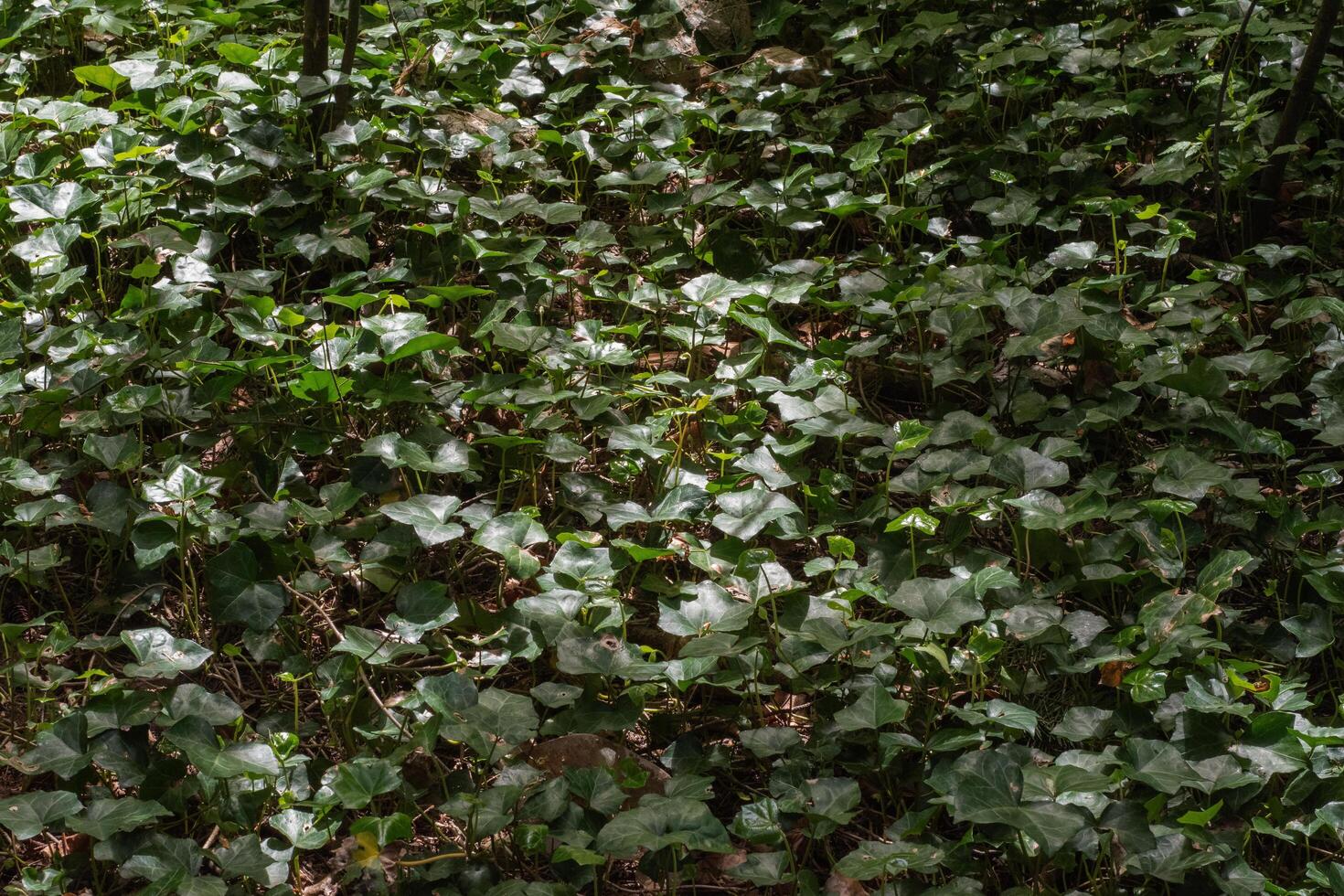 English Ivy or Hedera Helix photo