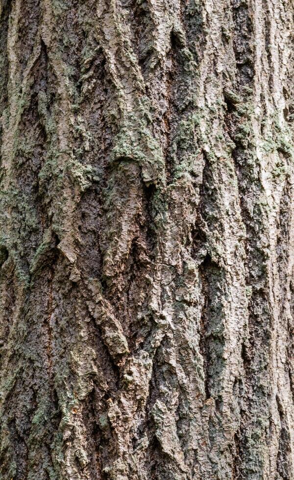 Douglas Fir Pseudotsuga menziesii photo