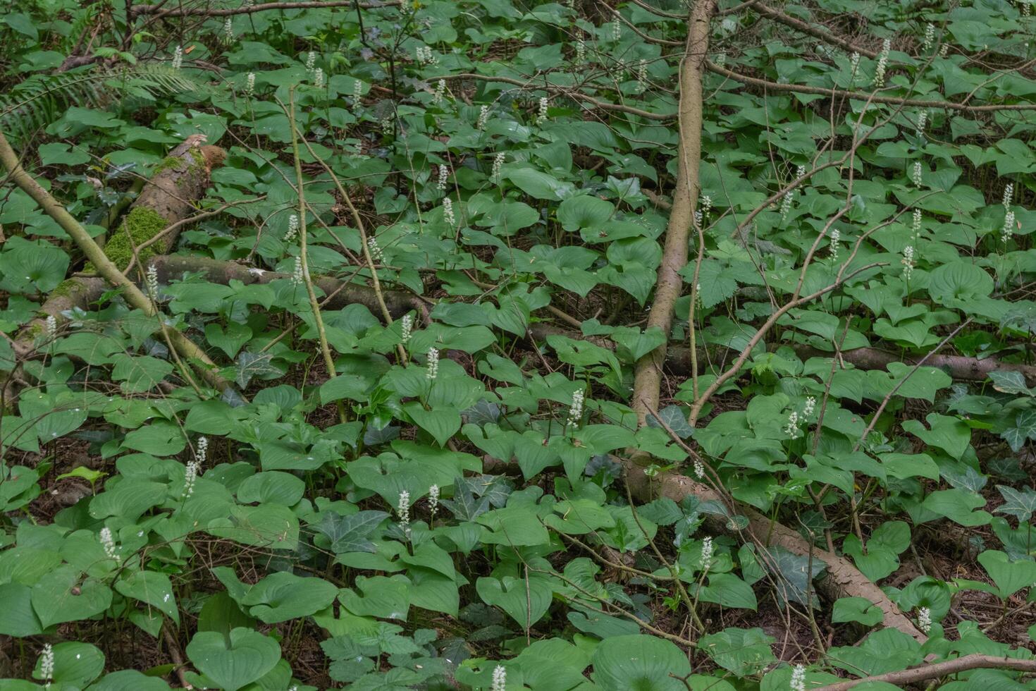 False lily of the valley or maianthemum dilatatum photo