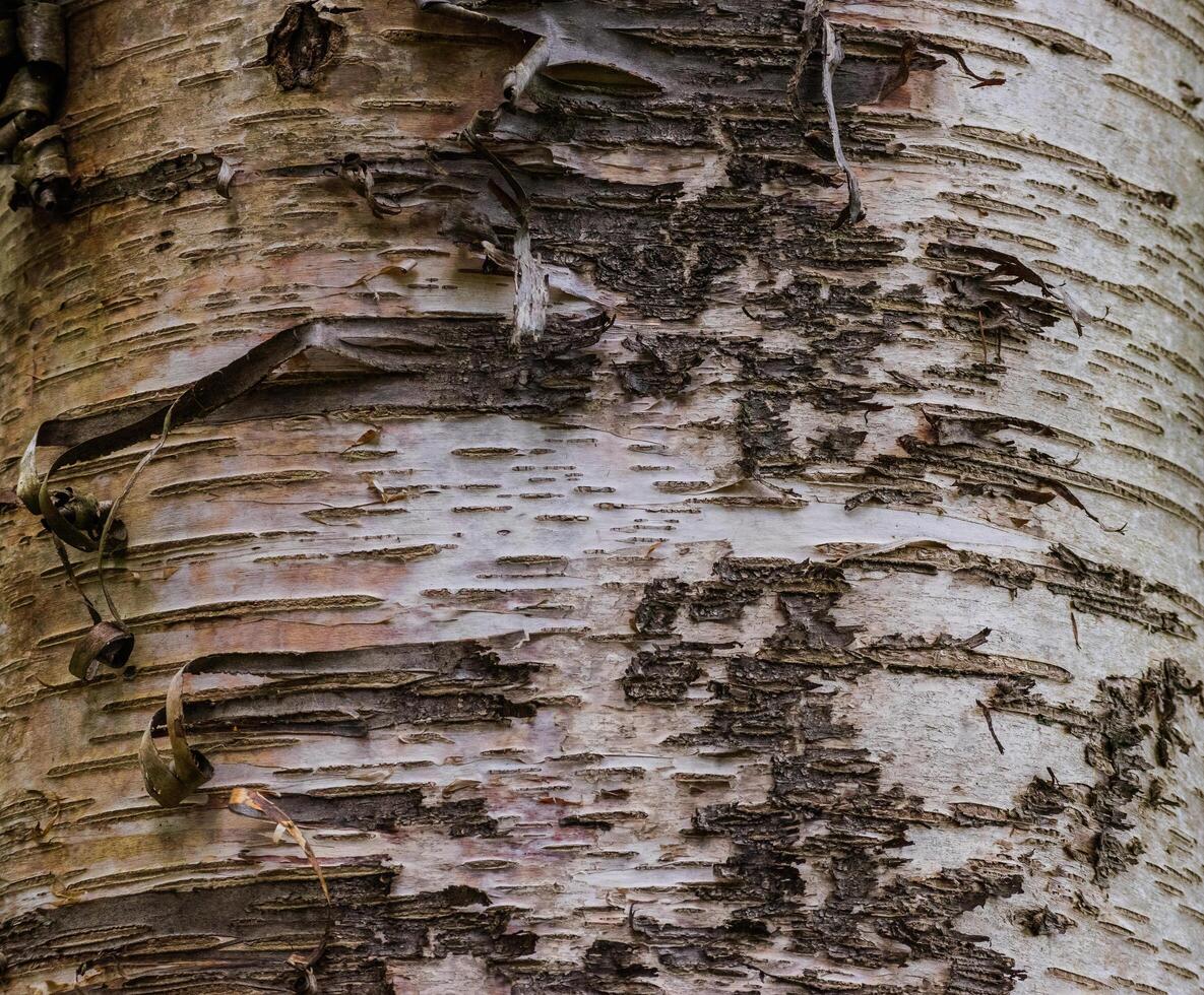 Birch Trunk Betual Papyifera photo