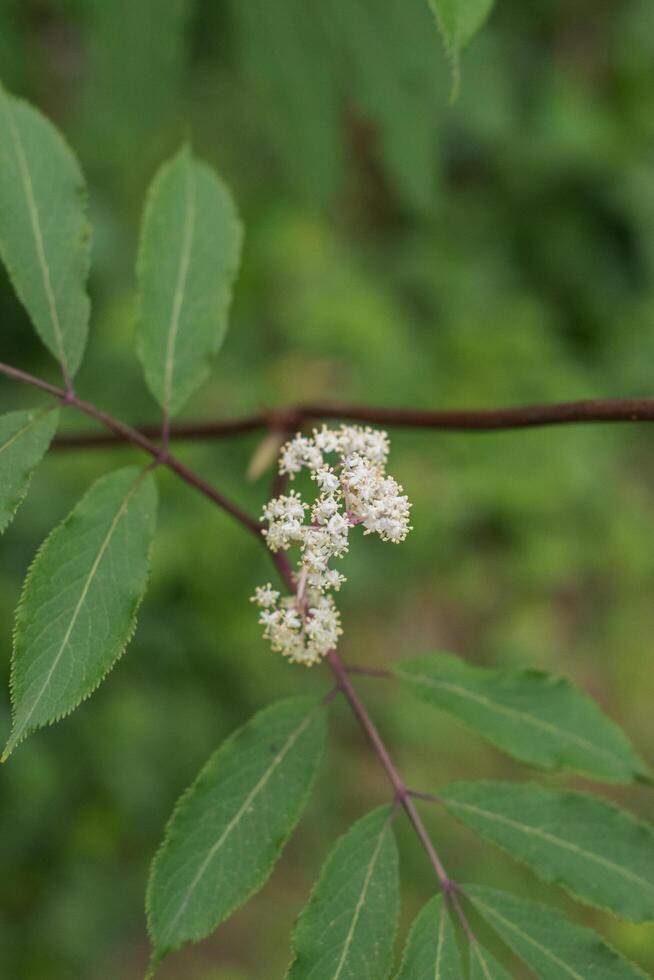 Japanese Red Elder or Sambucus Sieboldiana photo