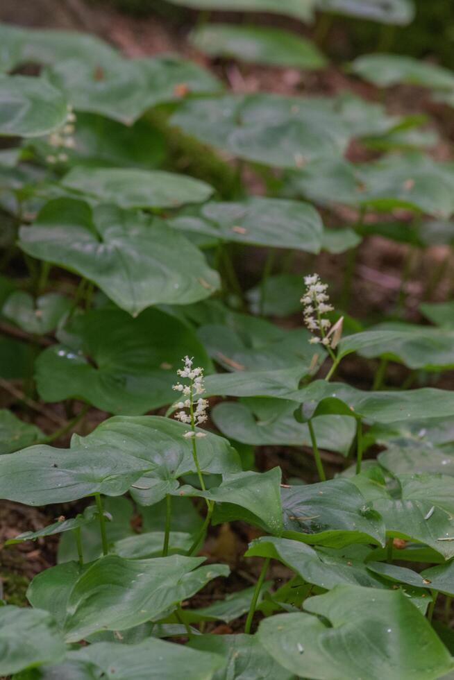 False lily of the valley or maianthemum dilatatum photo