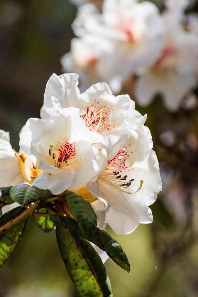 Cunningham's White Rhododendron photo
