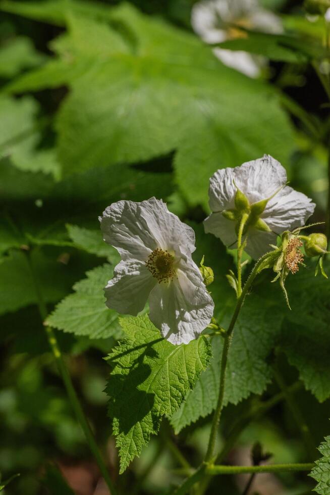 Thimbleberry or rubus parviflorus photo