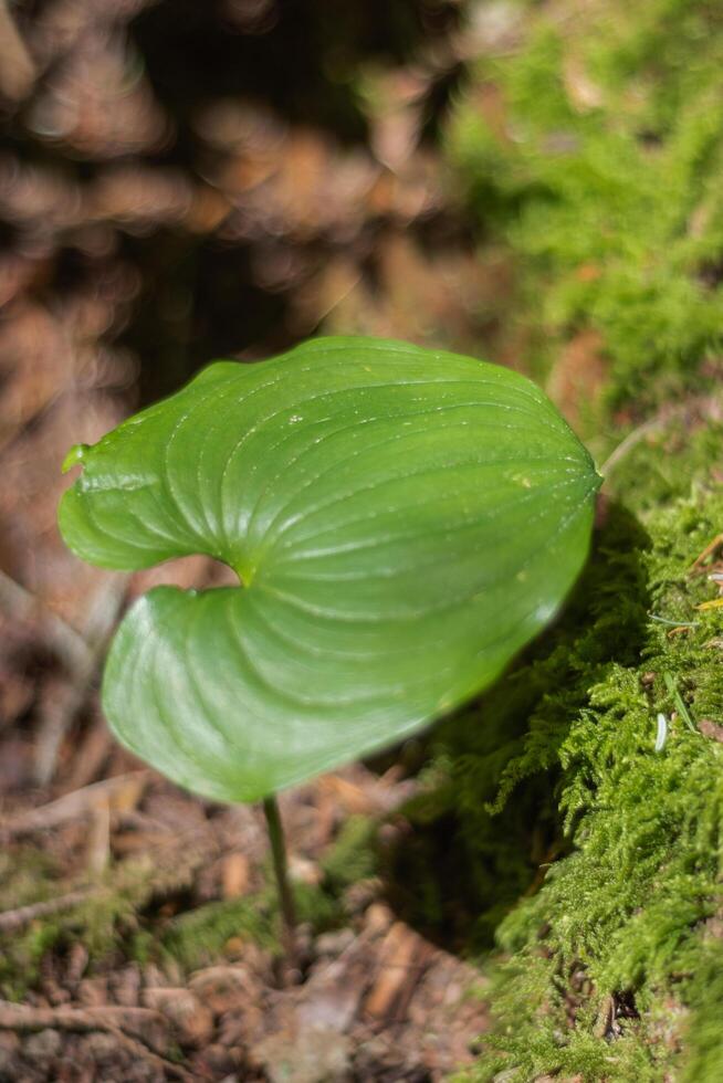 False Lily of the Valley maianthemum dilatatum photo